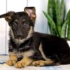 Image of Hailey, a German Shepherd puppy