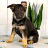 Image of Hailey, a German Shepherd puppy