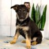 Image of Hailey, a German Shepherd puppy