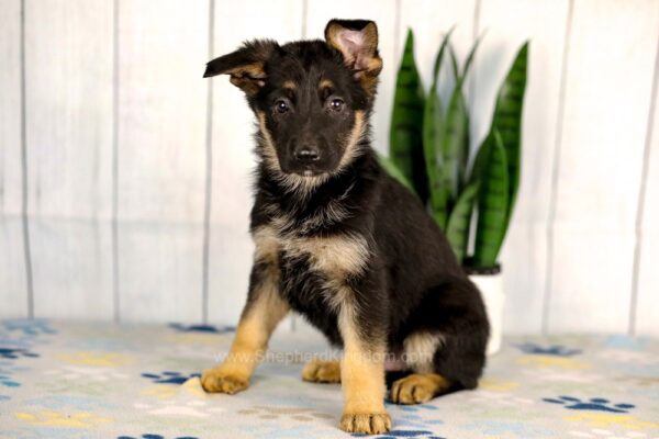 Image of Hailey, a German Shepherd puppy