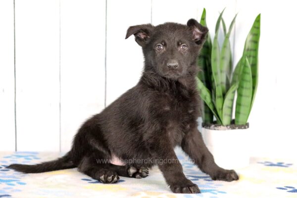 Image of Hank, a German Shepherd puppy