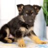 Image of Harley, a German Shepherd puppy