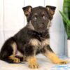 Image of Harley, a German Shepherd puppy