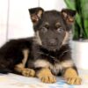 Image of Harley, a German Shepherd puppy