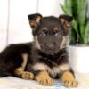 Image of Harley, a German Shepherd puppy