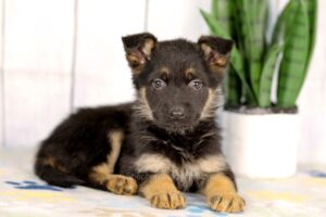 Image of Harley, a German Shepherd puppy