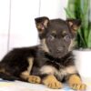 Image of Harley, a German Shepherd puppy