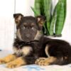 Image of Harley, a German Shepherd puppy