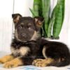 Image of Harley, a German Shepherd puppy