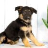 Image of Hayden, a German Shepherd puppy