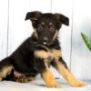 Image of Hayden, a German Shepherd puppy