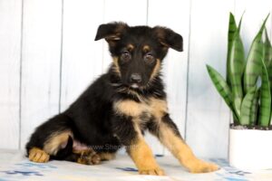 Image of Hayden, a German Shepherd puppy