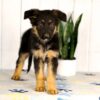 Image of Hayden, a German Shepherd puppy