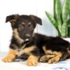 Image of Hayden, a German Shepherd puppy