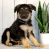 Image of Hazel, a German Shepherd puppy