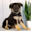 Image of Hazel, a German Shepherd puppy