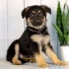 Image of Hazel, a German Shepherd puppy