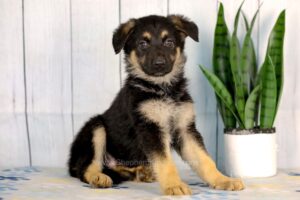 Image of Hazel, a German Shepherd puppy