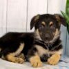 Image of Hazel, a German Shepherd puppy