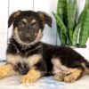 Image of Hazel, a German Shepherd puppy