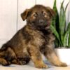 Image of Jace, a German Shepherd puppy