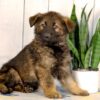 Image of Jace, a German Shepherd puppy