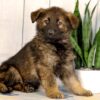 Image of Jace, a German Shepherd puppy