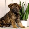 Image of Jace, a German Shepherd puppy