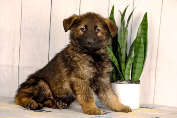 Image of Jace, a German Shepherd puppy