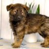 Image of Jace, a German Shepherd puppy