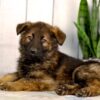 Image of Jace, a German Shepherd puppy