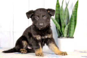 Image of Jack, a German Shepherd puppy