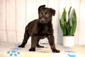 Image of Jade, a German Shepherd puppy