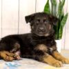 Image of Kaden, a German Shepherd puppy