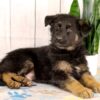 Image of Kaden, a German Shepherd puppy