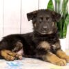 Image of Kaden, a German Shepherd puppy