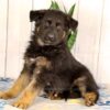 Image of Kaden, a German Shepherd puppy