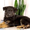 Image of Kaden, a German Shepherd puppy