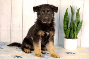 Image of Kaden, a German Shepherd puppy