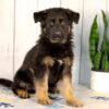 Image of Kaden, a German Shepherd puppy