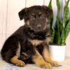 Image of Khloe, a German Shepherd puppy