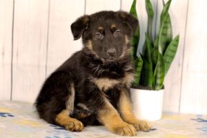 Image of Khloe, a German Shepherd puppy