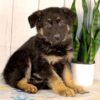 Image of Khloe, a German Shepherd puppy