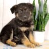 Image of Khloe, a German Shepherd puppy