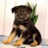 Image of Khloe, a German Shepherd puppy