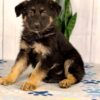 Image of Khloe, a German Shepherd puppy