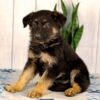 Image of Khloe, a German Shepherd puppy