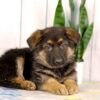 Image of Kobe, a German Shepherd puppy