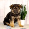 Image of Kobe, a German Shepherd puppy