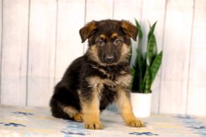 Image of Kobe, a German Shepherd puppy